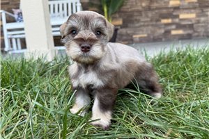 Ambrose - Schnauzer, Miniature for sale