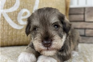 Keen - puppy for sale