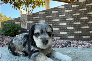 Steve - Miniature Schnauzer for sale