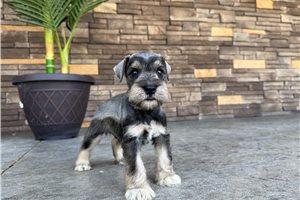 Nico - Miniature Schnauzer for sale
