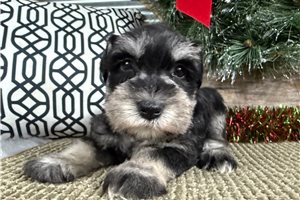 Destiny - puppy for sale