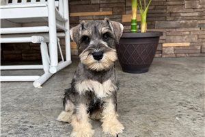 Nico - puppy for sale