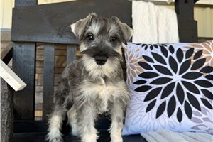 Chuck - Schnauzer, Miniature for sale