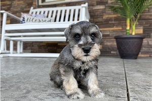 Nash - Schnauzer, Miniature for sale