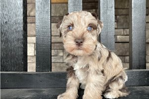 Barlow - puppy for sale