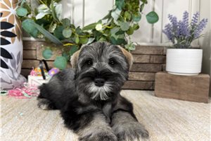 Celine - Schnauzer, Miniature for sale