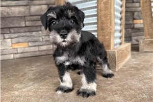 Josiah - Schnauzer, Miniature for sale