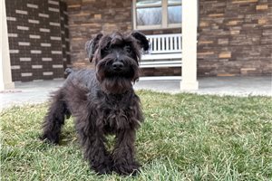 Dulce - Schnauzer, Miniature for sale