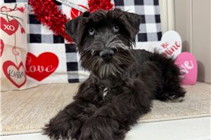 Darcy - Schnauzer, Miniature for sale