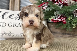 Grace - puppy for sale