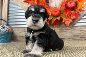 Landon - puppy for sale
