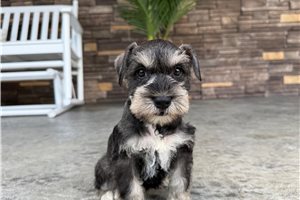 North - Schnauzer, Miniature for sale