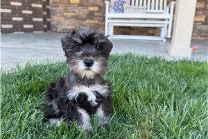 Humphrey - Schnauzer, Miniature for sale