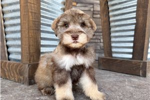 Ames - Schnauzer, Miniature for sale