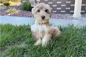 Amigo - Miniature Schnauzer for sale