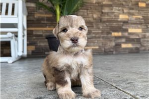 Amigo - Schnauzer, Miniature for sale
