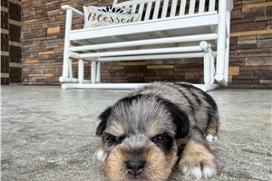 Albert - Schnauzer, Miniature for sale