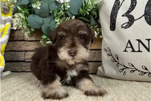 Heidi - puppy for sale