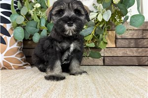 Celine - Schnauzer, Miniature for sale