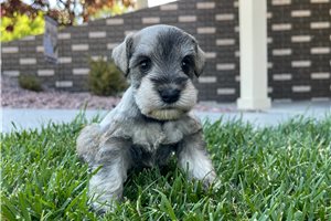 Jillian - puppy for sale