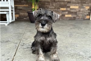 Nugget - puppy for sale