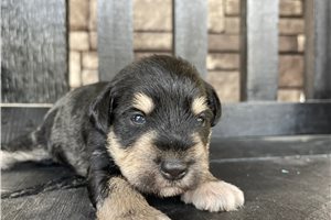 Julie - puppy for sale