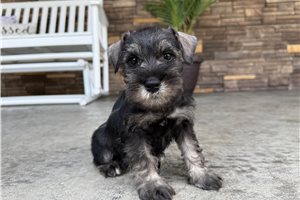 Nugget - Schnauzer, Miniature for sale