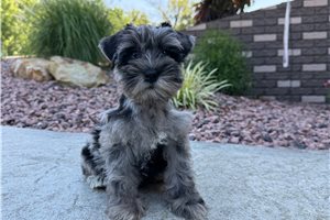 Patricia - Schnauzer, Miniature for sale