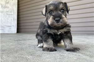 Kian - puppy for sale