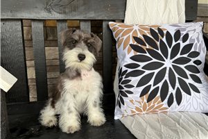 Elmer - Schnauzer, Miniature for sale