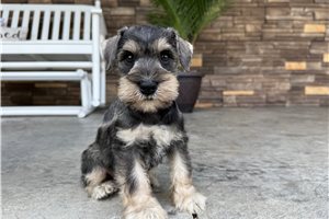 Nico - Schnauzer, Miniature for sale