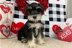 Ingrid - puppy for sale