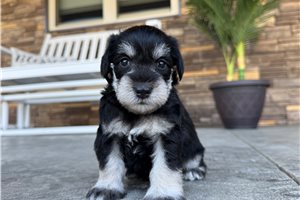Jake - puppy for sale