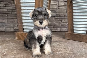 Alvin - Miniature Schnauzer for sale
