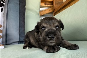 Nugget - Schnauzer, Miniature for sale