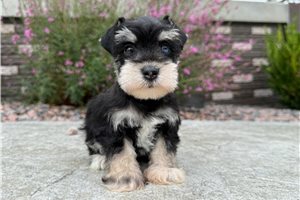 Clover - Miniature Schnauzer for sale