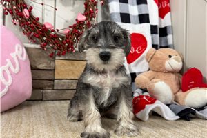 Gabby - Schnauzer, Miniature for sale