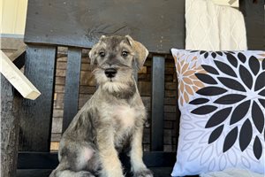 Cirrus - Schnauzer, Miniature for sale