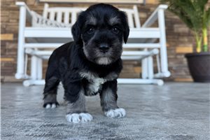 Jaxon - puppy for sale