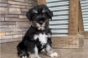 Jaxon - Schnauzer, Miniature for sale