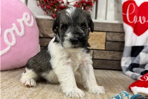 Clark - Schnauzer, Miniature for sale