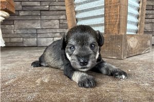 Alvin - puppy for sale