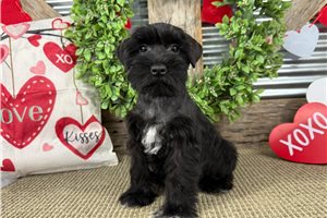 Issac - Schnauzer, Miniature for sale