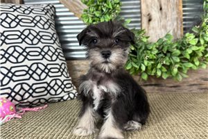 Harlow - Miniature Schnauzer for sale