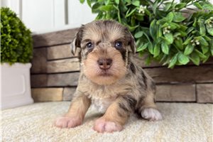 Killian - Schnauzer, Miniature for sale