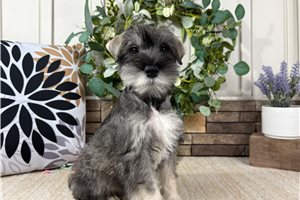 Chuck - Schnauzer, Miniature for sale