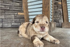 Amigo - Schnauzer, Miniature for sale