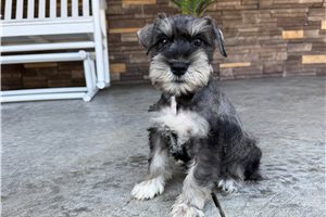 North - Schnauzer, Miniature for sale