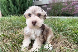 Cudi - Miniature Schnauzer for sale