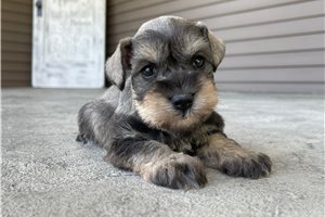 Katya - puppy for sale